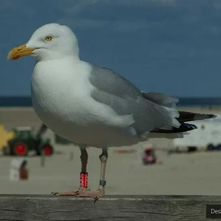 Romantic With Storage